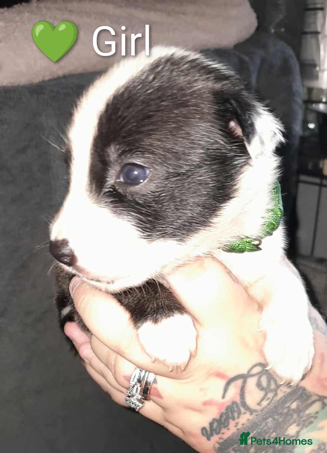 Mixed Breed dogs for sale: American Bulldog x Siberian Husky - Image 20