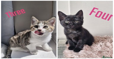 Mixed Breed cats - Advert 4