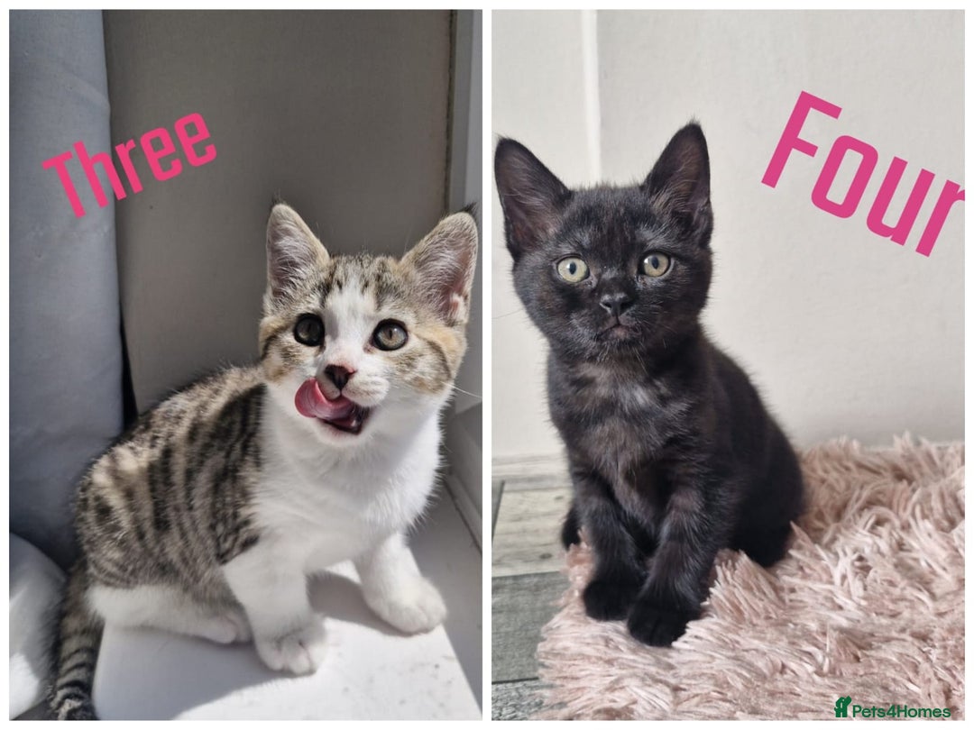 Mixed Breed cats for sale: 6 Beautiful Kittens British Shorthair Calico Cross - Image 3