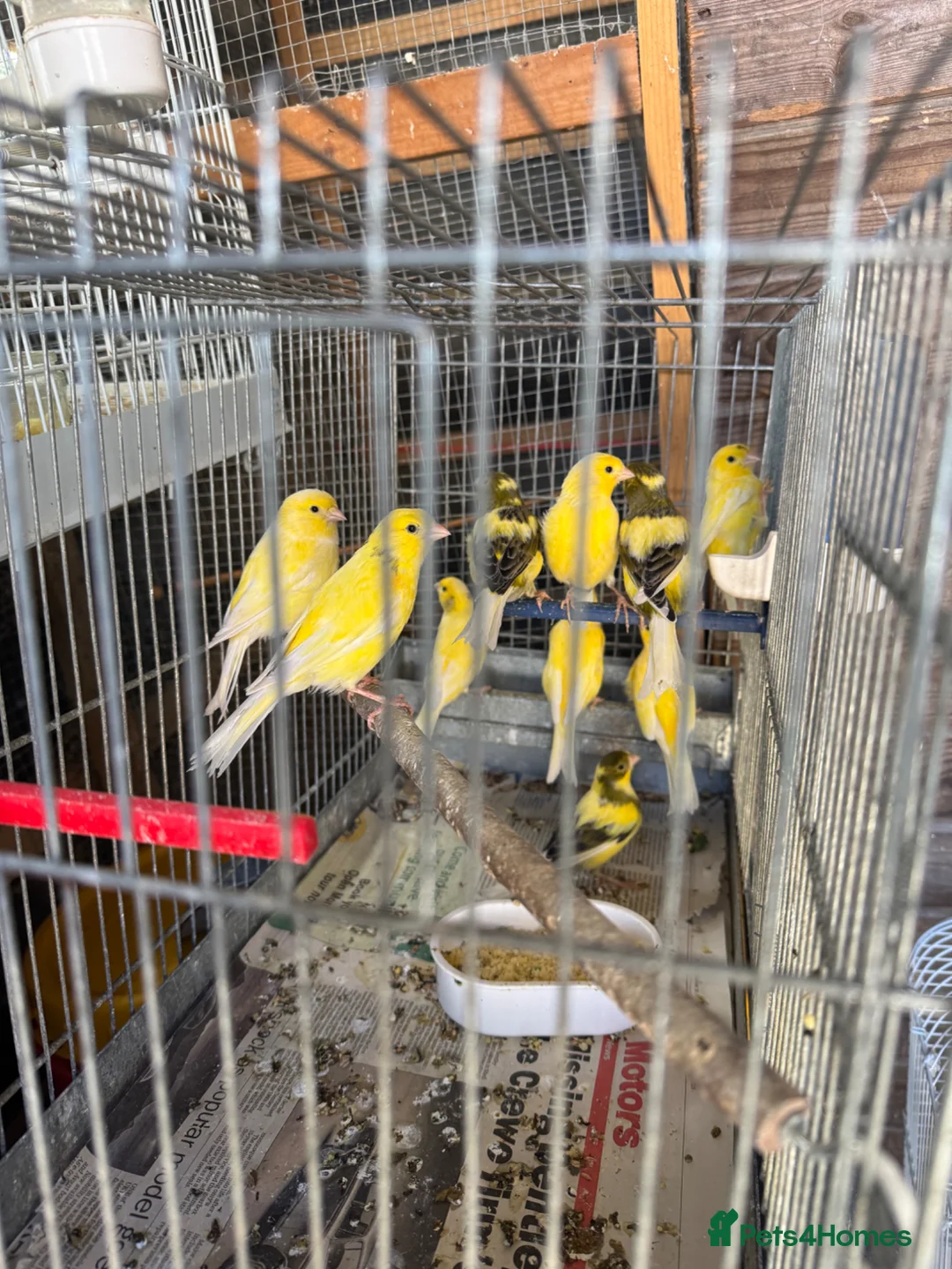 Canaries birds for sale: Canary Roller for sale - Advert 1