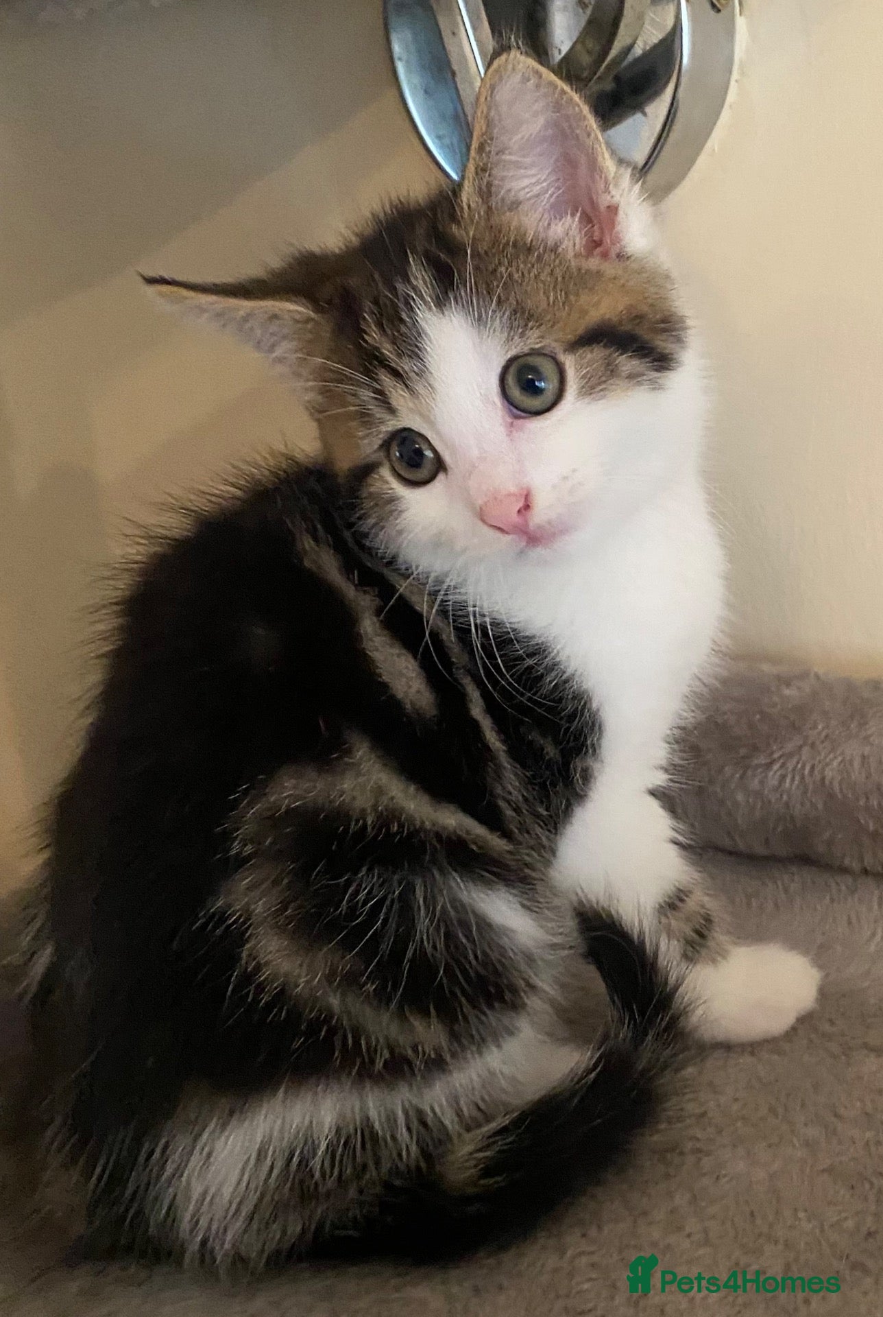 Mixed Breed cats Kittens for sale.  Last kitten tabby boy left. - Advert 2