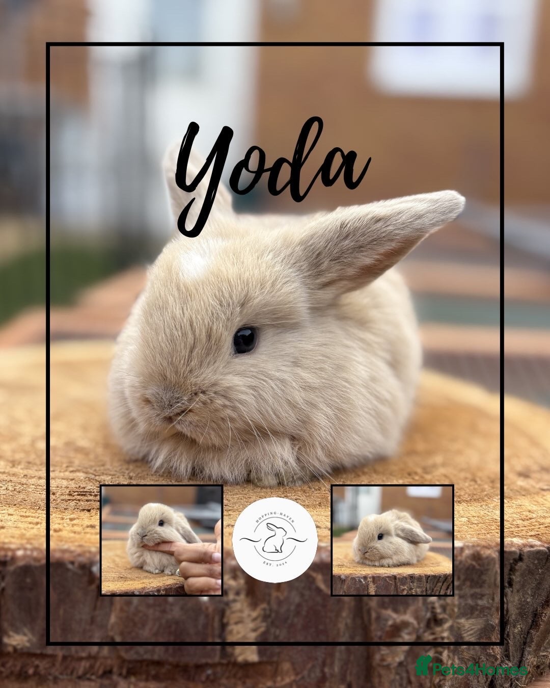 Mini Lop rabbits 3 Mini lop boys looking for their forever homes - Advert 2