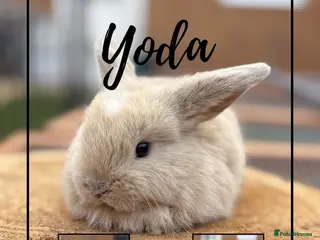 Mini Lop rabbits 3 Mini lop boys looking for their forever homes - Advert 2