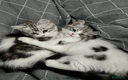 Persian cats for sale: Persian cross kittens  - Image 1