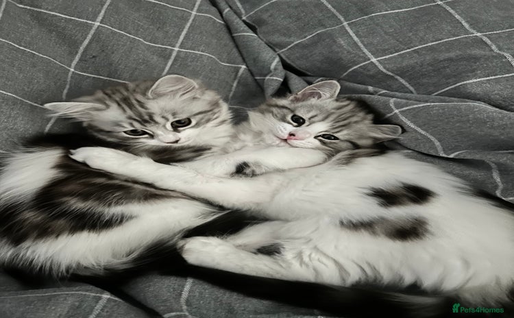 Persian cats - Advert 5