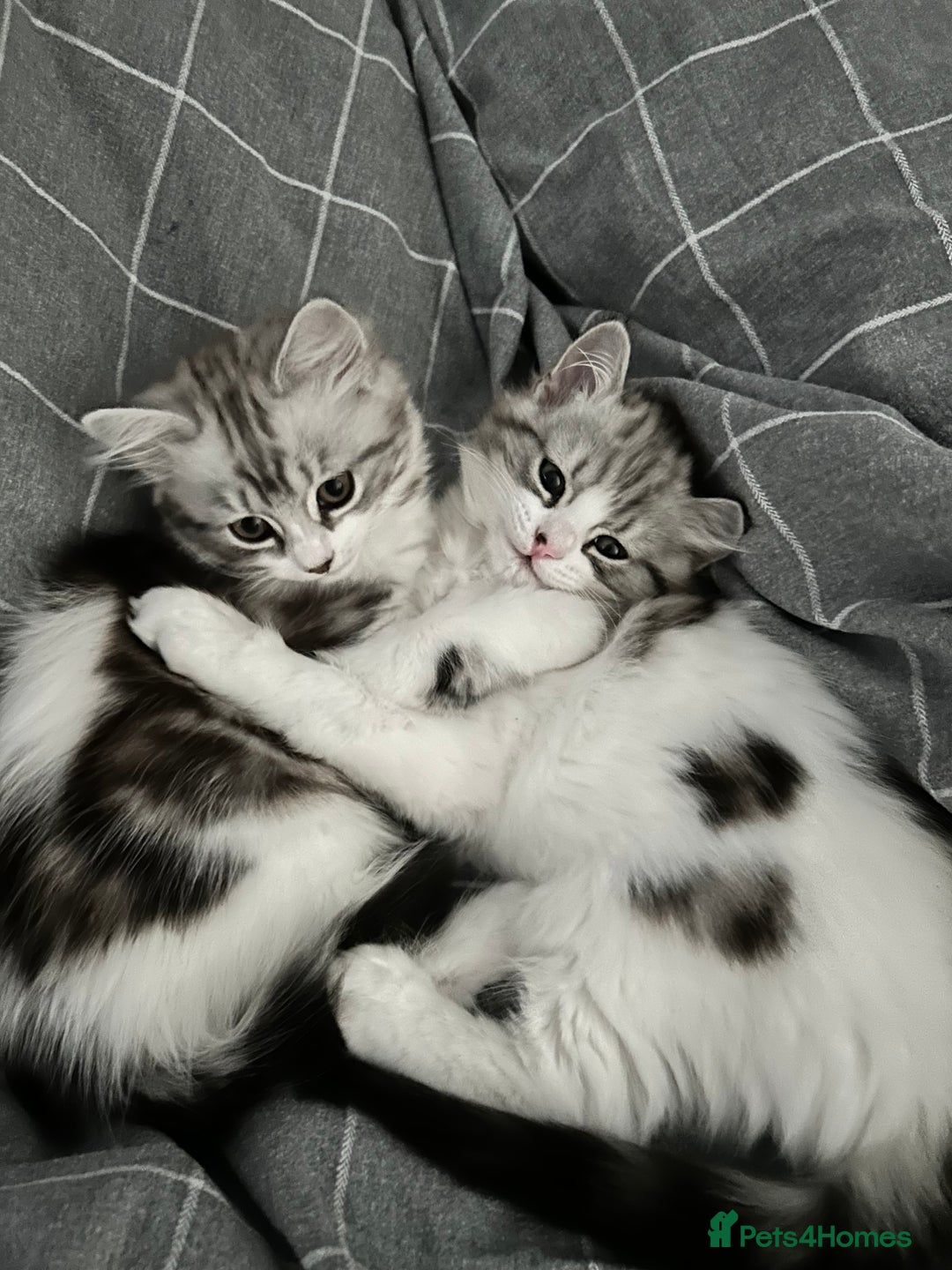 Persian cats for sale: Persian cross kittens  - Image 1