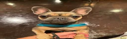 French Bulldog dogs for sale:  Beautiful French Bulldog (Daisy) ❤️ - Advert 7