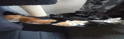 Mixed Breed cats for sale: Adorable kittens ready for forever/loving home - Advert 14