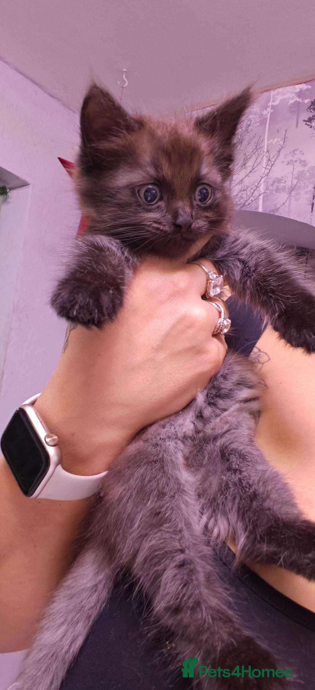 Siberian cats for sale: Siberian kittens  - Advert 4