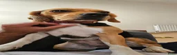 Beagle dogs for sale: Hazel - Advert 3