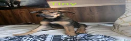 Mixed Breed dogs for sale: Stunning German Shepherd,Australian Kelpie Puppies - Advert 4