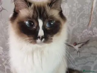 Ragdoll cats 5 Ragdoll Kittens - Advert 13