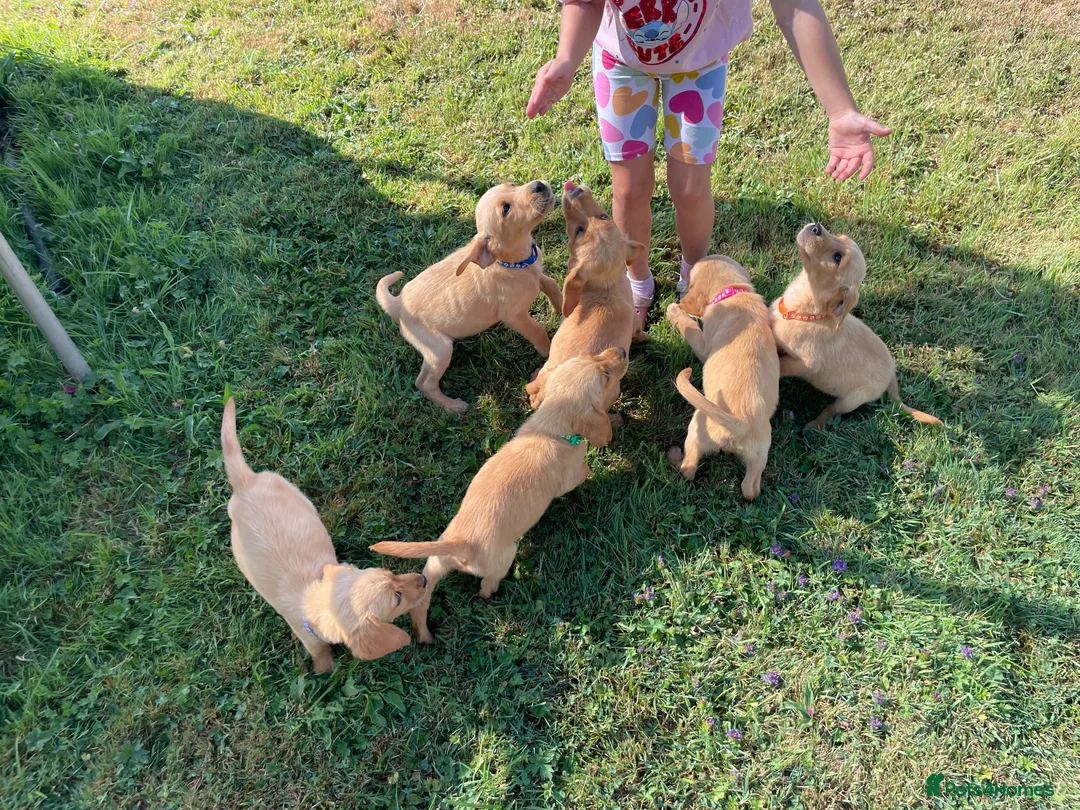 Labrador Retriever dogs for sale: 6 Labrador puppies  - Advert 15