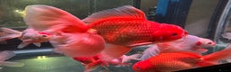 Fancy Goldfish fish for sale: Thai pleated goldfish - Advert 13