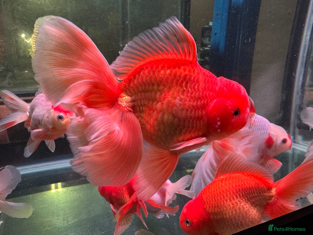 Fancy Goldfish fish for sale: Thai pleated goldfish - Image 13