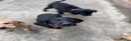 Labrador Retriever dogs for sale: Beautiful Labrador Puppies Ready for Loving Homes - Advert 2