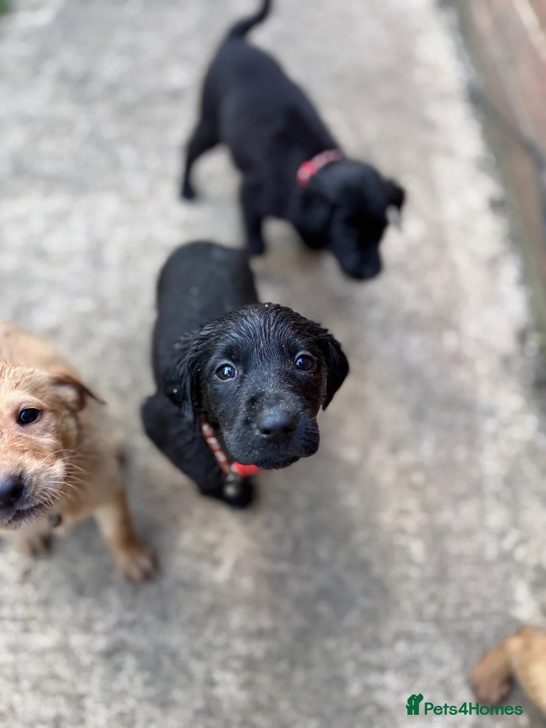 Labrador Retriever dogs for sale: Beautiful Labrador Puppies Ready for Loving Homes - Advert 2