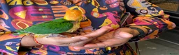 Parrots birds for sale: Tame Hand Reared Parrot Caique with huge Cage - Advert 7