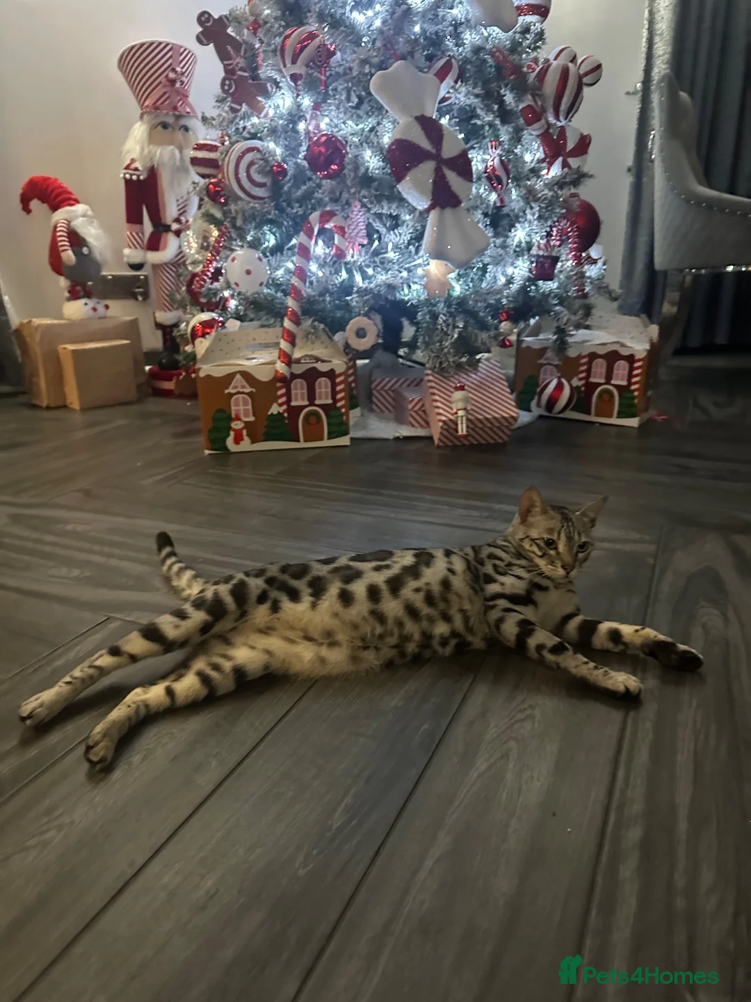 Bengal cats for sale: TICA silver rosseted Bengal female  - Advert 2