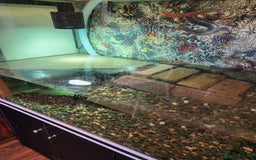Corys fish for sale: Corydoras Catfish  in Maldon - Image 1