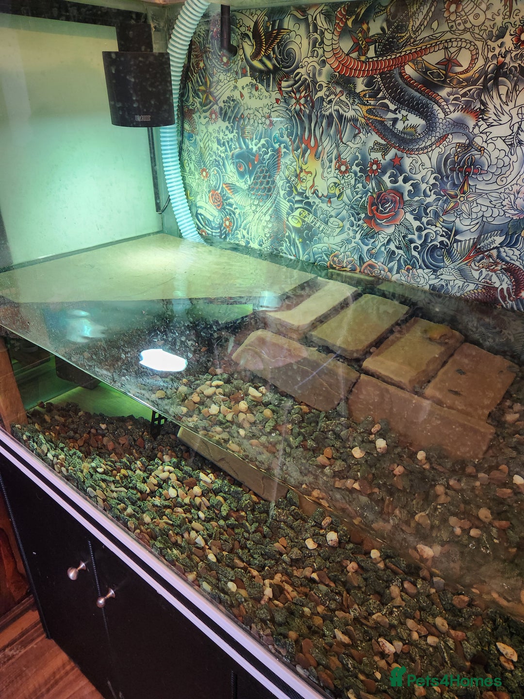 Corys fish for sale: Corydoras Catfish  in Maldon - Image 1