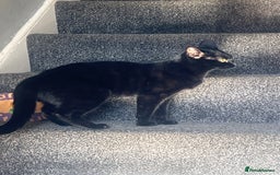 Domestic Shorthair cats for sale: Beautiful black cat looking for new home🐾🩷 - Image 2