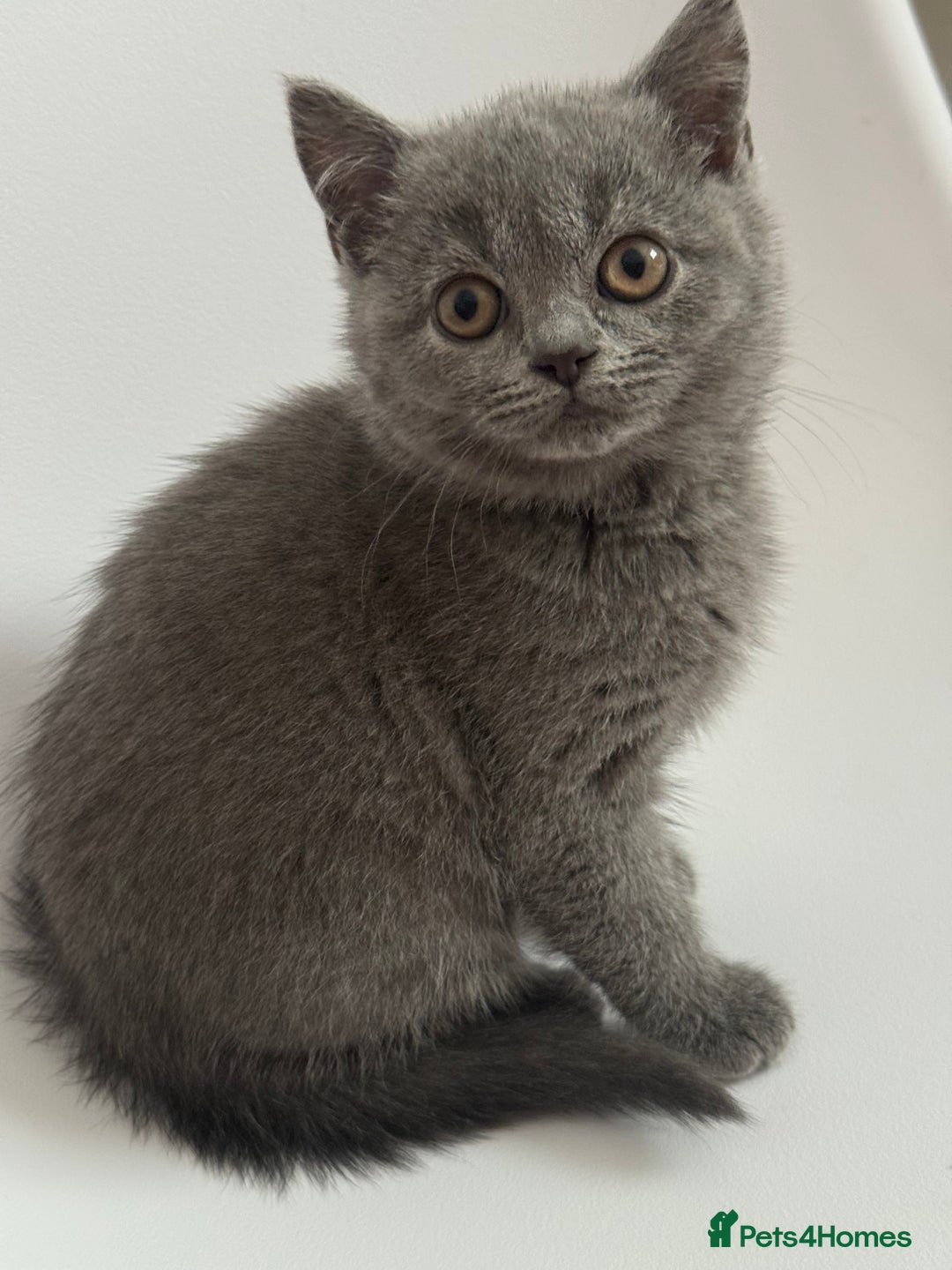 British Longhair cats for sale: Lovely kittens - Advert 5