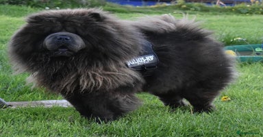 Chow Chow dogs in Ammanford - Advert 7