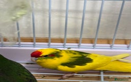 Parrots birds for sale: Beautiful Adorable Kakariki Talking Parrots - Image 8
