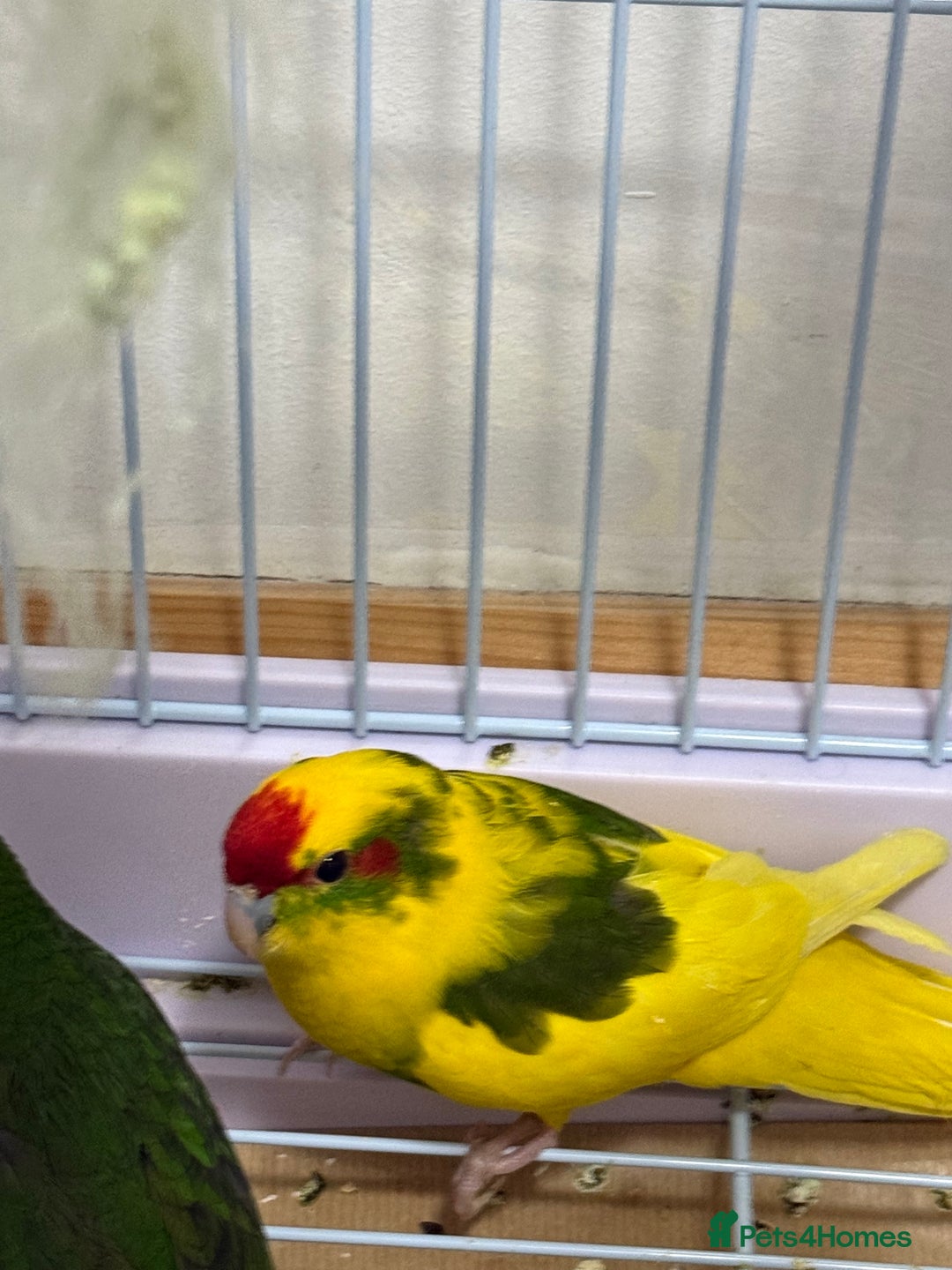 Parrots birds for sale: Beautiful Adorable Kakariki Talking Parrots - Image 8