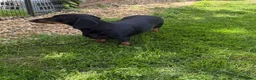 Dachshund dogs for sale: Standard Black and Tan Female Dachshund - Advert 3