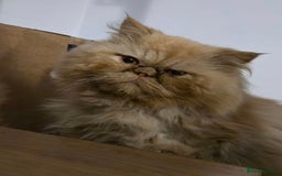 Ragdoll cats for sale: Ragdoll x Persian kittens  - Image 4