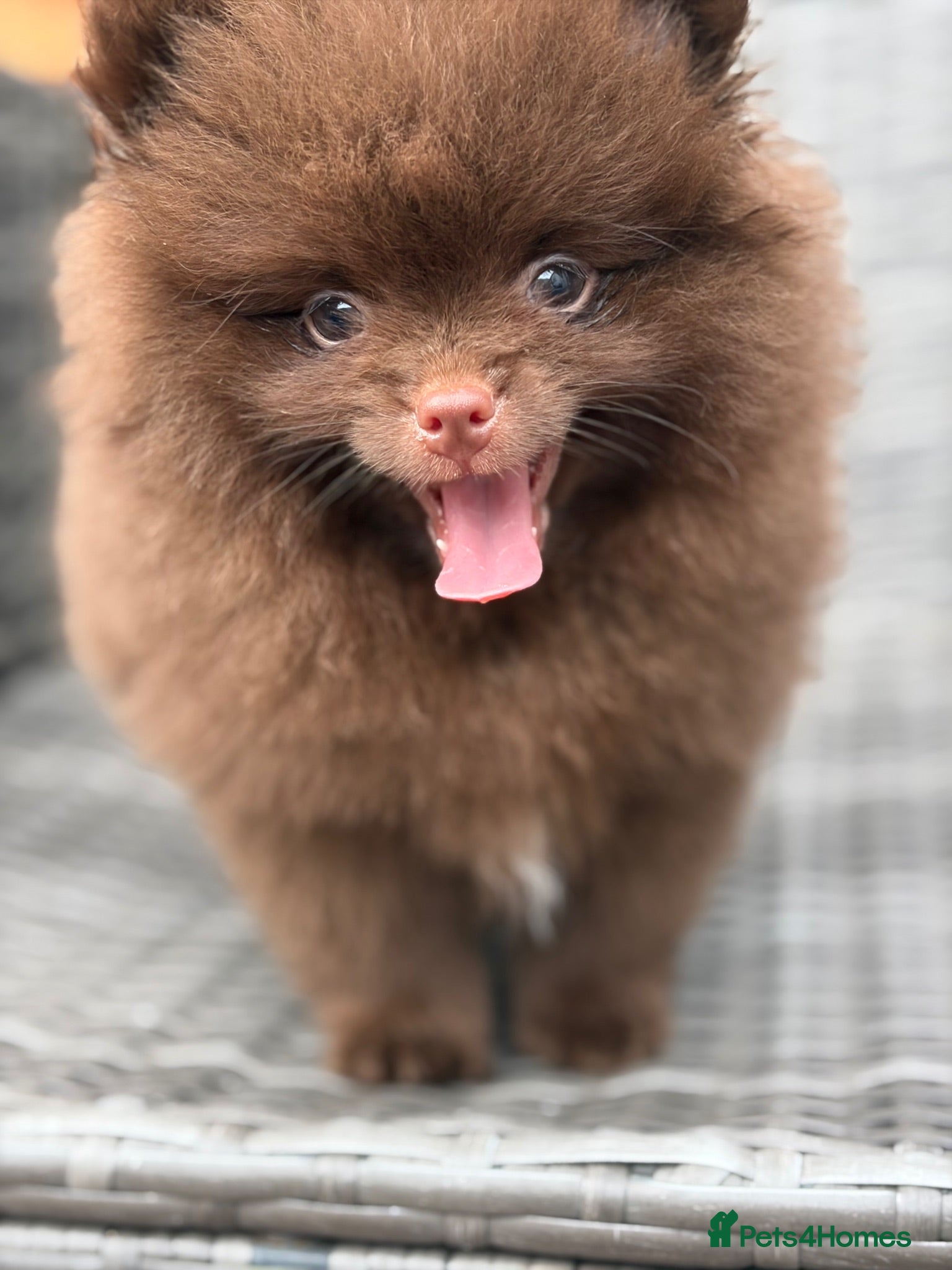 Pomeranian dogs Last one  Poms teddy bear 🐻 - Advert 2