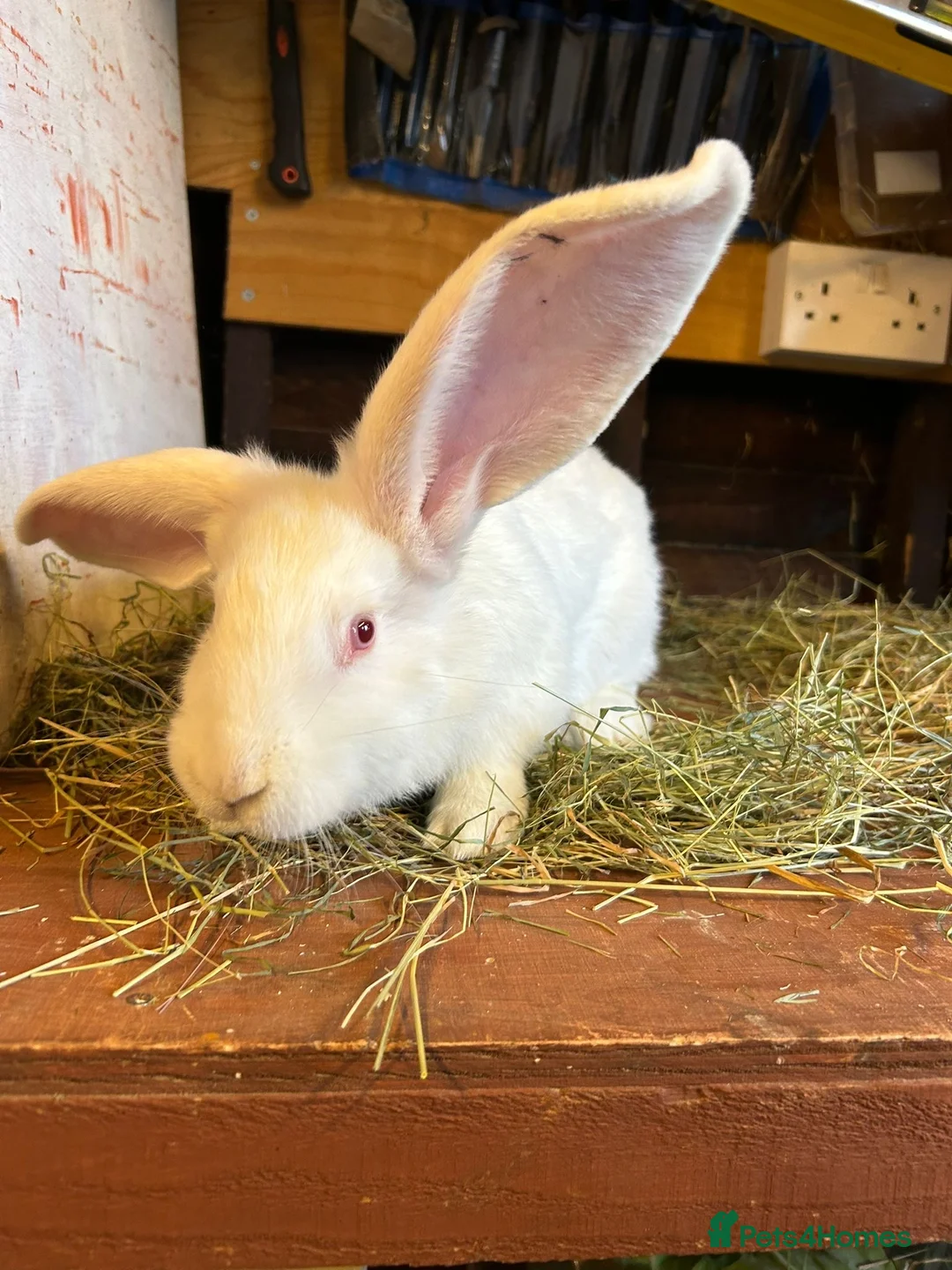 Mixed Breed rabbits for sale: Continental Giant baby bunnie in Wallingford - Advert 4