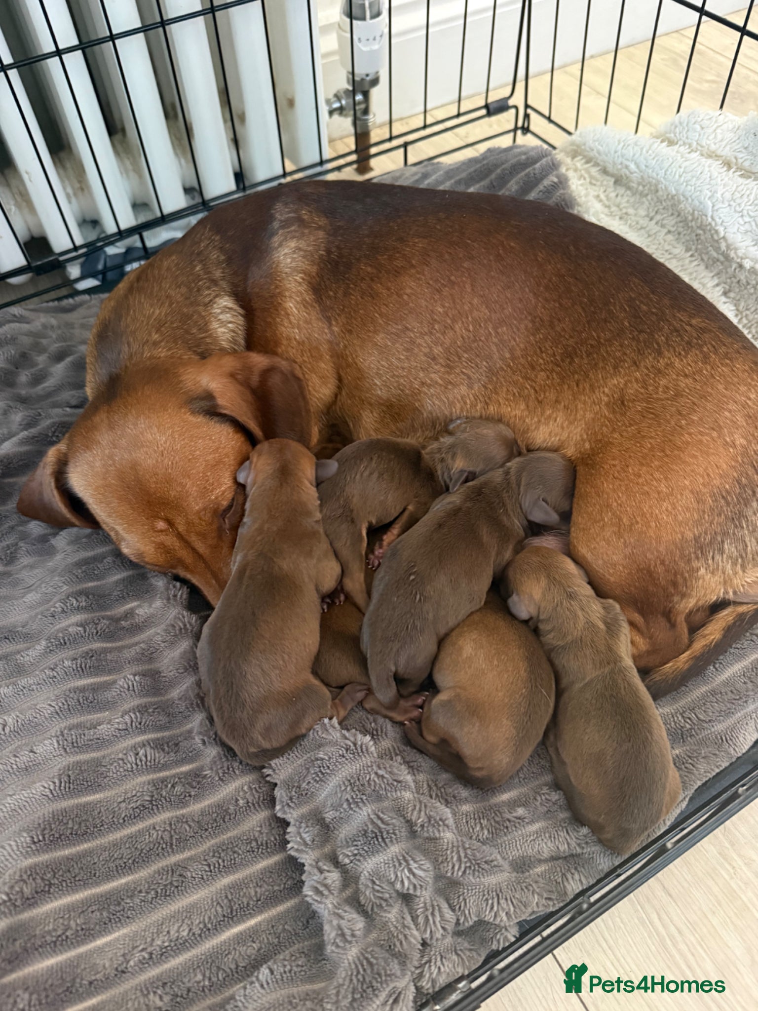 Dachshund dogs Dachshund Puppies - Advert 3