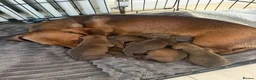 Dachshund dogs for sale: Dachshund Puppies - Advert 1