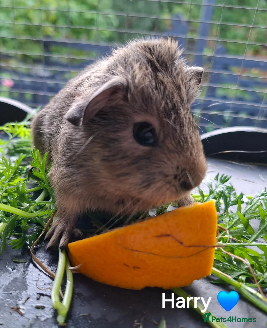 Guinea Pig rodents for sale: Purebred teddy pup & chinchilla cross pup 💙💙 - Advert 3