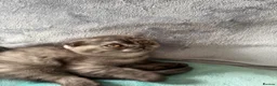 Scottish Fold cats for sale: Scottish fold , British shorthair  - Advert 2