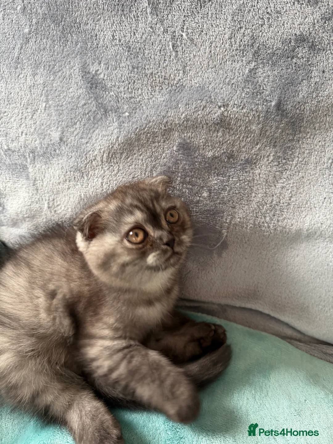 Scottish Fold cats for sale: Scottish fold , British shorthair  - Advert 2