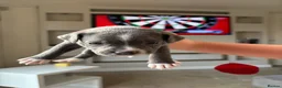 Staffordshire Bull Terrier dogs for sale: Staffordshire Bull Terrier pups x2 beautiful girls - Advert 22