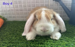 Mini Lop rabbits for sale: Mini lop baby bunnies - Ready now! - Image 15