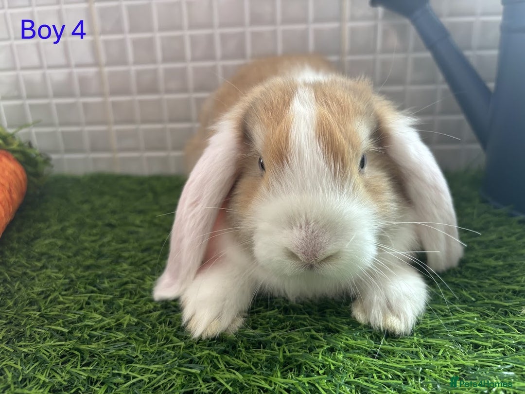 Mini Lop rabbits for sale: Mini lop baby bunnies - Ready now! - Image 15