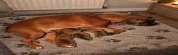 Boxer dogs for sale: Beautiful Bobtailed Boxer puppies - Advert 3