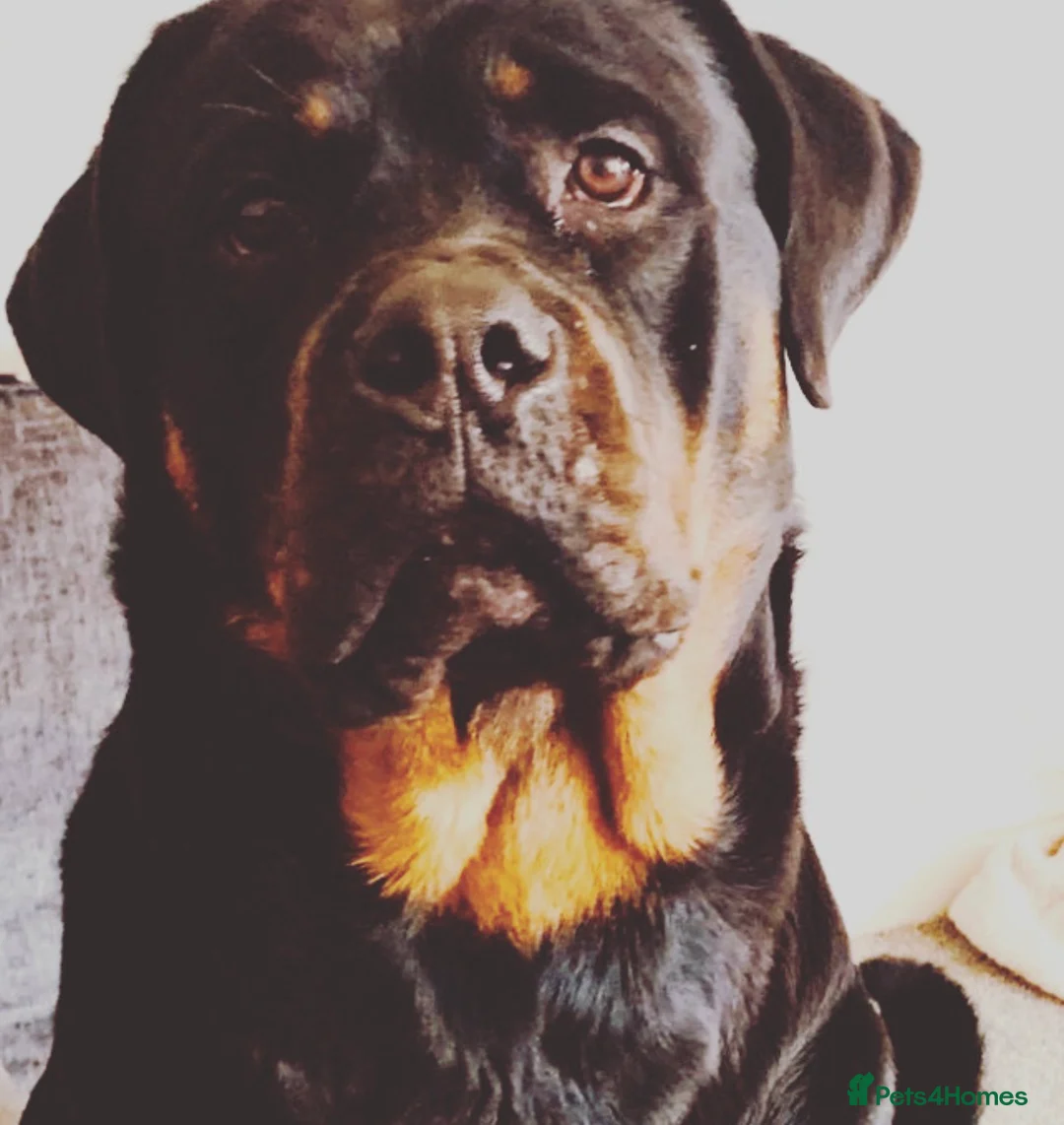 Rottweiler dogs for stud: MALE ROTTWEILER FOR STUD ONLY in Colchester - Advert 2