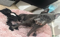 Mixed Breed dogs for sale: Mix French bulldog X American bulldog - Image 3