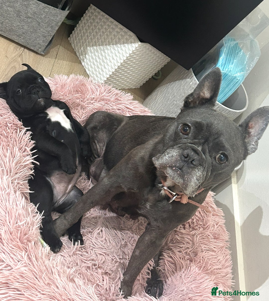 Mixed Breed dogs for sale: Mix French bulldog X American bulldog - Image 3