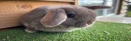 Mini Lop rabbits for sale: Litter of pure mini lop babies - Advert 7