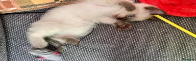 Siamese 1