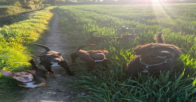 Patterdale Terrier dogs in Potters Bar - Advert 10