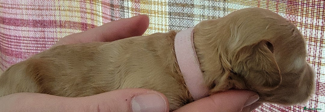 Maltipoo dogs for sale: F1b Maltipoo - Image 16
